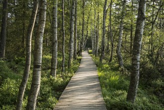 Wooden path