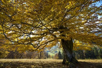 Autumnal colored beech (Fagus sylvatica) in Schonau