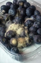 Gray mold (Botrytis cinerea) on blueberries (Vaccinium)