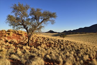 Acacia tree at NamibRand Nature Reserve