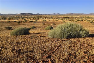 Semi arid landscape of Damaraland