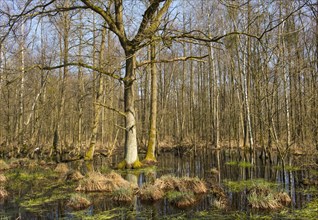 Alluvial forest with English Oak trees (Quercus robur) in spring