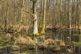 Alluvial forest with English Oak trees (Quercus robur) in spring