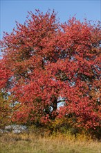 Bird cherry (Prunus avium) with red leaves in autumn