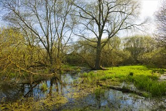 Softwood floodplain with willow (Salix sp.) trees in spring