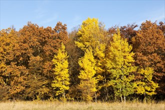 Forest in autumn with yellow aspens (Populus tremula)