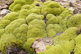 Yareta or llaretta (Azorella compacta)