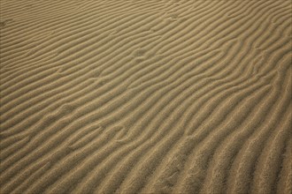 Wavy structures in the sand