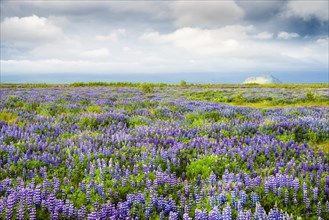 Field with lupines (Lupinus nootkatensis)