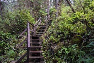 Stairs on Rainforest Trail