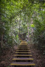 Wooden steps in jungle