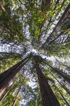 Coast redwoods (Sequoia sempervirens)