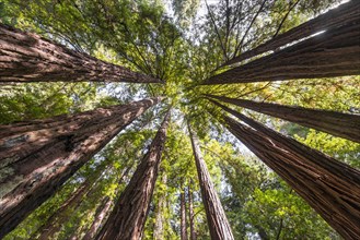 Coast redwoods (Sequoia sempervirens)