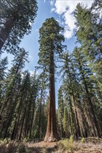 Giant Sequoias (Sequoiadendron giganteum)