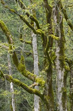 Mossy tree trunks