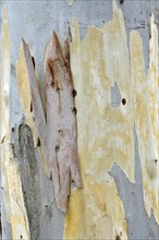 Eucalyptus (Eucalyptus spp.) bark