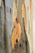 Eucalyptus (Eucalyptus spp.) bark