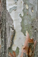 Eucalyptus (Eucalyptus spp.) bark