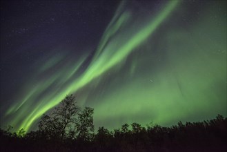 Northern Lights or Aurora Borealis over trees