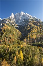 Grosser Odsten in autumn