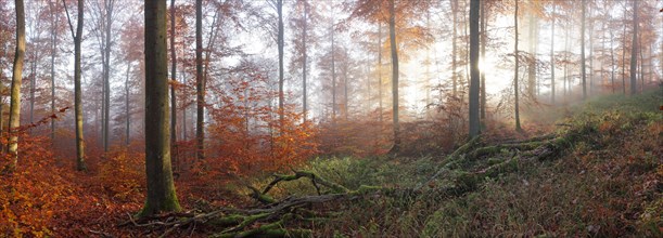 Beech forest in autumn