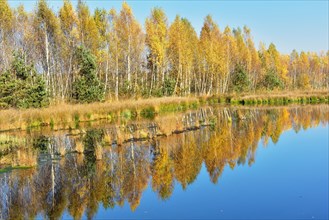 Moorland pond with birches (Betula pubescens) in autumn