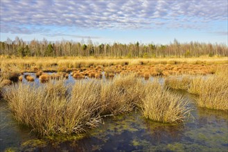 Silted bog pond with bulrushes (Schoenoplectus lacustris)