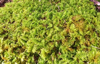 Stump overgrown with Common Tamarisk-moss (Thuidium tamariscinum)