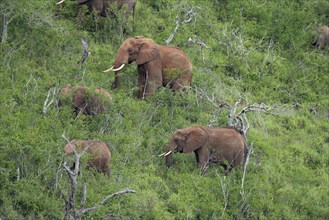 A group of African Elephants (Loxodonta africana) feeding on a hill