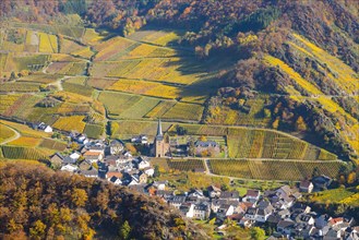 Vineyards in autumn