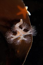 Stalked jellyfish (Lucernaria quadricornis)