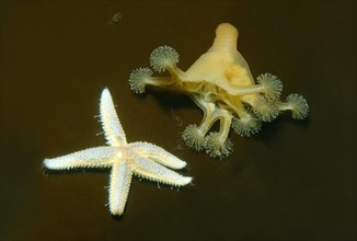 Stalked jellyfish (Lucernaria quadricornis)