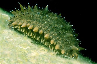Japanese Spiky Sea Cucumber or Japanese Sea Cucumber (Apostichopus japonicus)