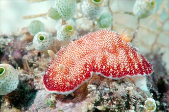 Red-netted Goniobranchus