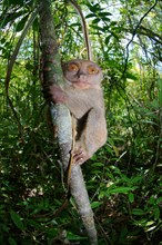 Philippine Tarsier (Carlito syrichta) in a tree