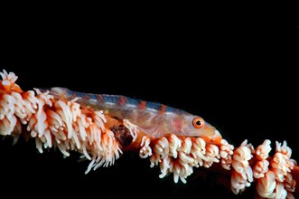 Large Whip Goby or White-line Seawhip Goby (Bryaninops amplus)