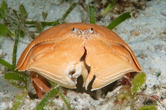 Giant Box Crab (Calappa calappa)