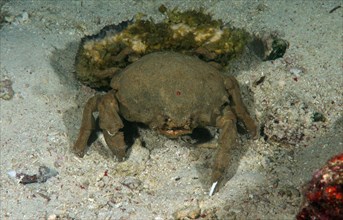 Sponge Crab (Lauridromia dehaani)