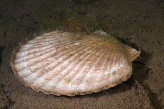Yesso scallop or Giant Ezo scallop (Mizuhopecten yessoensis)