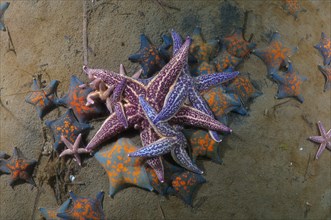 Many Northern Pacific Seastars or Japanese Common Starfish (Asterias amurensis)
