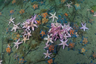 Many Northern Pacific seastars or Japanese common starfish (Asterias amurensis)