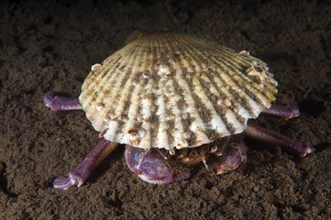 Samurai Crab or Granulated Mask Crab (Paradorippe granulata)