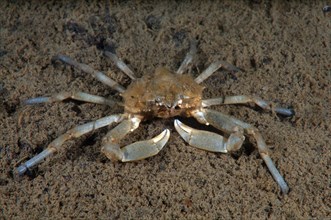 Spider Crab (Pugettia quadridens)
