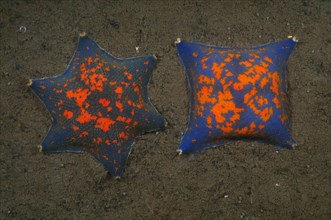 Two genetic mutations of Blue Bat Star (Patiria pectinifera) with four rays and six rays instead of five