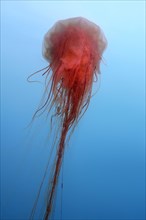 Lion's Mane Jellyfish (Cyanea capillata)