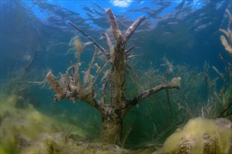 Flooded trees covered with green algae