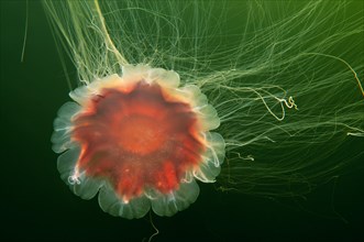 Lion's mane jellyfish (Cyanea capillata)