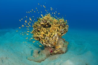 Single Coral (Corallum) on a sandy bottom