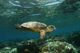 Hawksbill Sea Turtle (Eretmochelys imbricata) feeding on jellyfish
