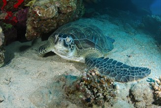 Green Sea Turtle (Chelonia mydas) sleeping next to a coral reef